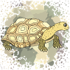 Tortoise