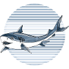 Requin