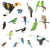 Asiens Vögel