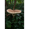 Schirmpilz im Wald