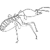Termite Soldier