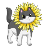 Chat au tournesol