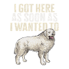 Large Pyrenean Dog