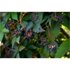 Efeu Beeren