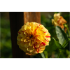 Dahlia