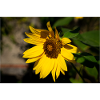 Sonnenblume