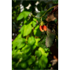 Hanging strawberry