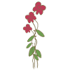 rose flowers pink plant