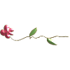rose rose fleur