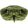 beste reptilien tees, schlangengesicht