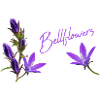 Bluebells purple flowers