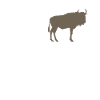 Dear Wildebeest
