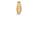 Dear Meerkats