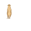 Drôle de suricate disant