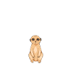 Funny meerkat outfit
