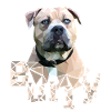 American Bully Farbe