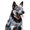 Bouvier Australien