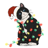 Christmas Lights Cat Christmas