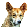 Dingo