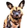 Afrikanischer Wildhund