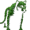 Petersilien Panther