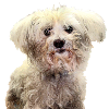 Maltese Bichon 2