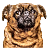 Brussels Griffon 2
