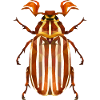Watermelon Beetle