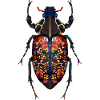 Beetle - Inca clathratus