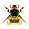 Bumblebee