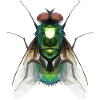 Fly