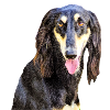 Saluki