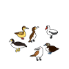 Funny Booby Seabirds Collection