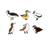 Funny Booby Seabirds Collection