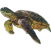 Realistic Green Sea Turtle