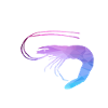 Shrimp Polygon