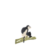 Funny Colobus Monkey Shirt