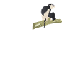 Colobus monkeys