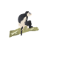 Funny Colobus Monkey Saying