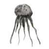 Schwarze Qualle Aquarell