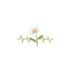 Daisy Heartbeat