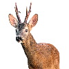 roe deer