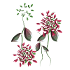 flowers plant symbol shiny pattern