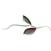 feuilles feuille symbole plante