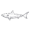 Traditional Tattoo - Shark Sketch