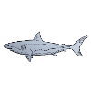 Traditional Tattoo - Shark