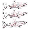 Traditional Tattoo - Sharks Sketch