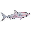 Traditional Tattoo - Shark 2