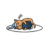 Official sleep shirt cat
