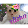 Aloha Katze im Urlaub